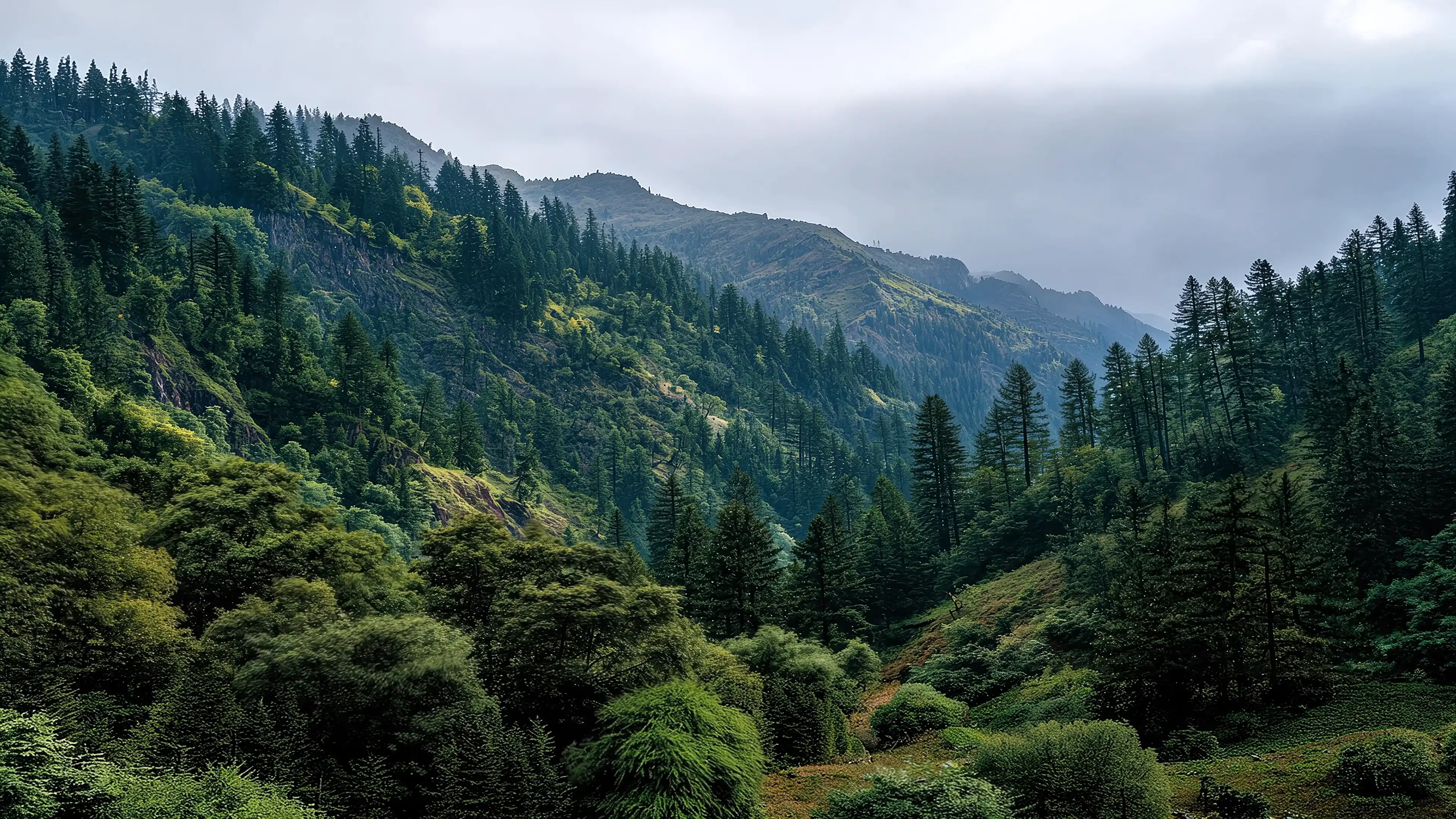 A steep mountainside of conifers in clear air