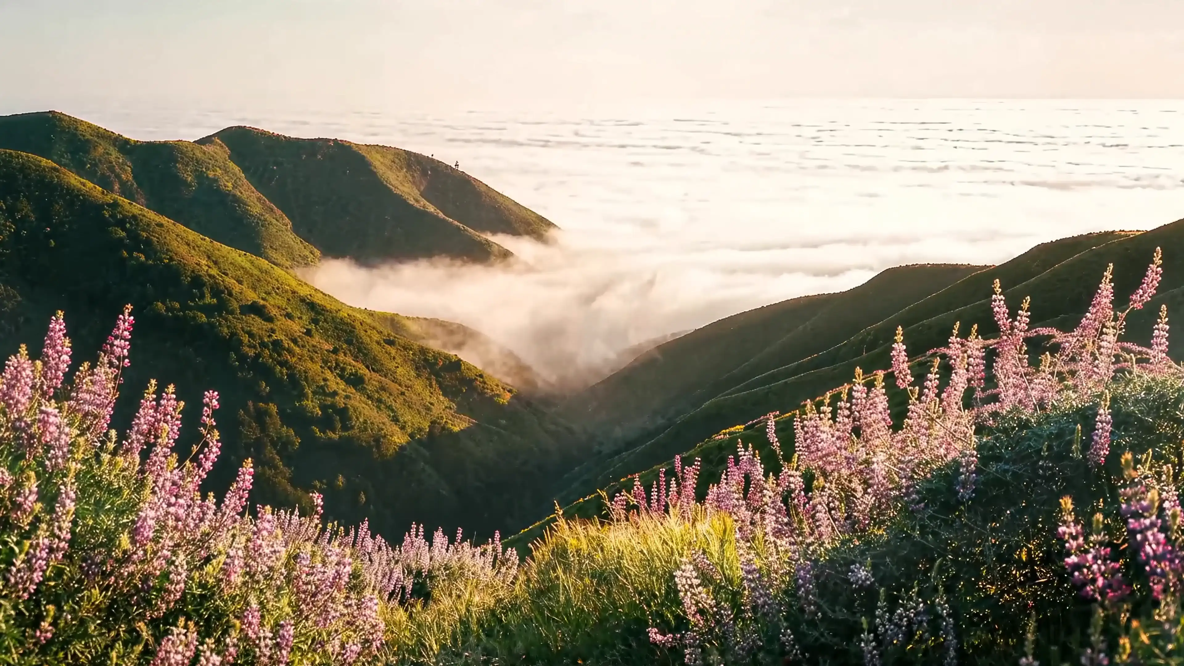 Sunrise over a green mountain valley with wild lupine flowers